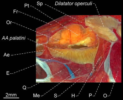 Details are in the caption following the image Details are in the caption following the image