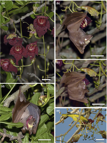Details are in the caption following the image Details are in the caption following the image