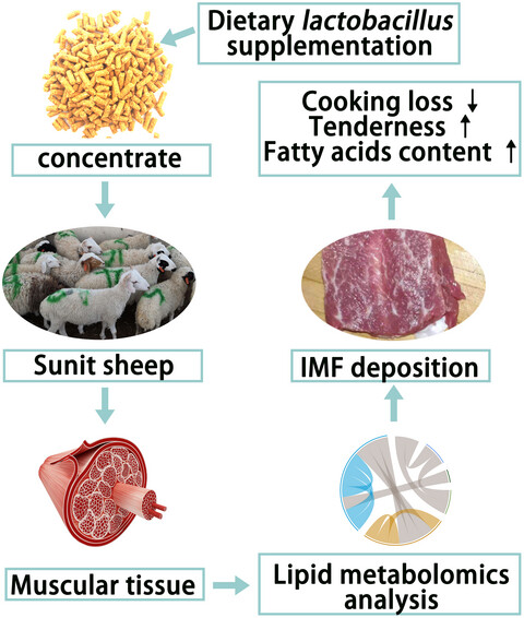 Impact of dietary Lactobacillus supplementation on intramuscular fat deposition and meat quality of Sunit sheep