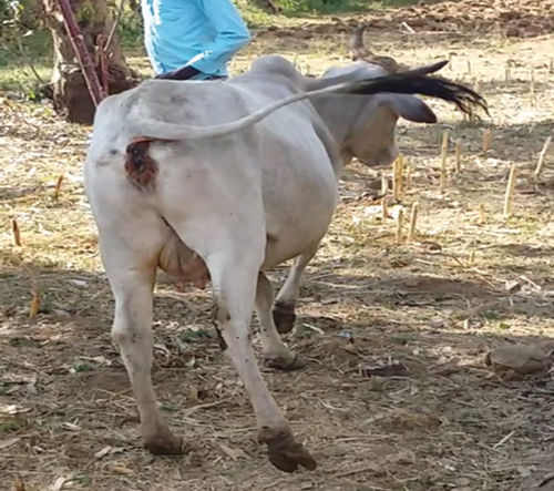 Details are in the caption following the image