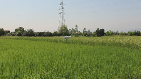 Evaluation of image processing technique in identifying rice blast disease in field conditions based on KNN algorithm improvement by K-means