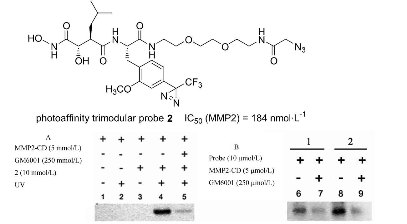 Design and Synthesis of Matrix Metalloprotease Photoaffinity Trimodular Probes