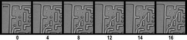 Fungi Use Efficient Algorithms for the Exploration of Microfluidic Networks