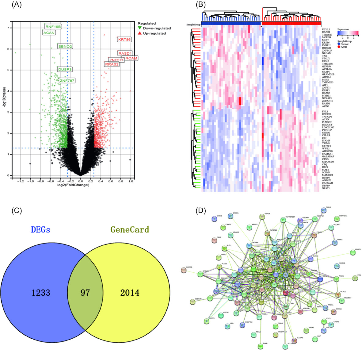 Exploring the therapeutic potential of puerarin on intervertebral disc degeneration by regulating apoptosis of nucleus pulposus cells