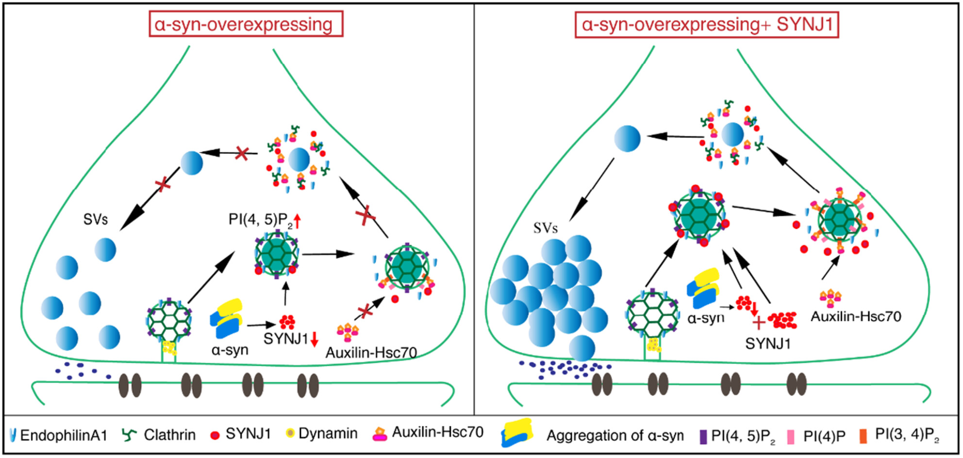 α-Synuclein induces deficiency in clathrin-mediated endocytosis through inhibiting synaptojanin1 expression