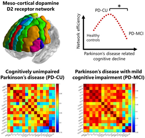 Graph theory analysis of the dopamine D2 receptor network in Parkinson’s disease patients with cognitive decline