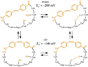 Photoschaltbare cyclische Bis(cysteinyl)peptide katalysieren die oxidative Proteinfaltung