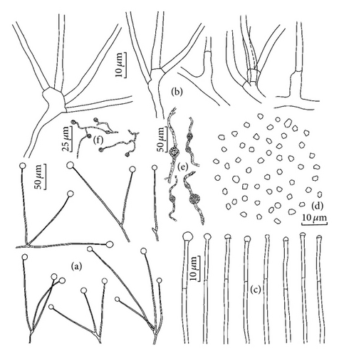 Details are in the caption following the image
