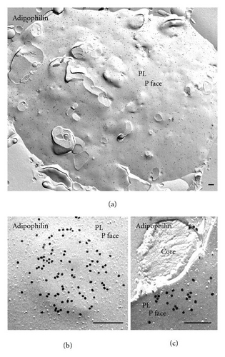 Details are in the caption following the image