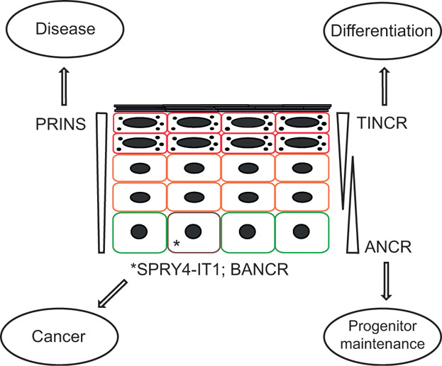 The non-coding skin: Exploring the roles of long non-coding RNAs in epidermal homeostasis and disease