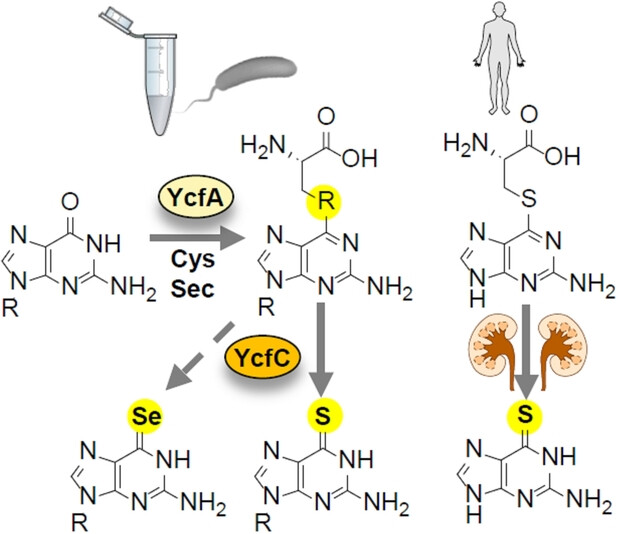 An Enzymatic Prodrug-like Route to Thio and Selenoamides