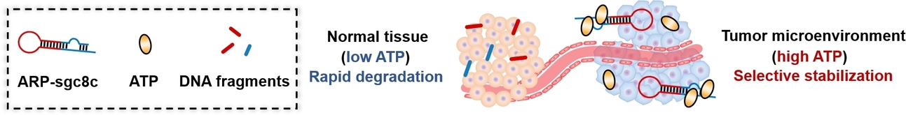 Engineering Aptamers with Selectively Enhanced Biostability in the Tumor Microenvironment