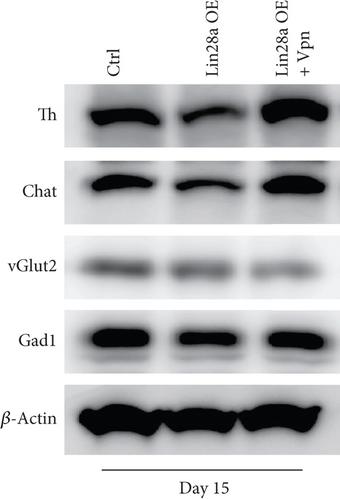 Details are in the caption following the image