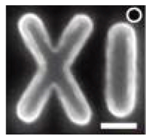 Details are in the caption following the image
