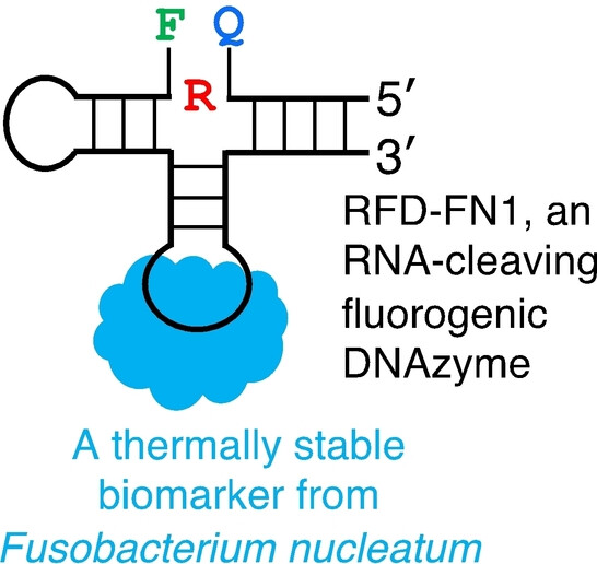 A Fluorogenic DNAzyme for A Thermally Stable Protein Biomarker from Fusobacterium nucleatum, a Human Bacterial Pathogen