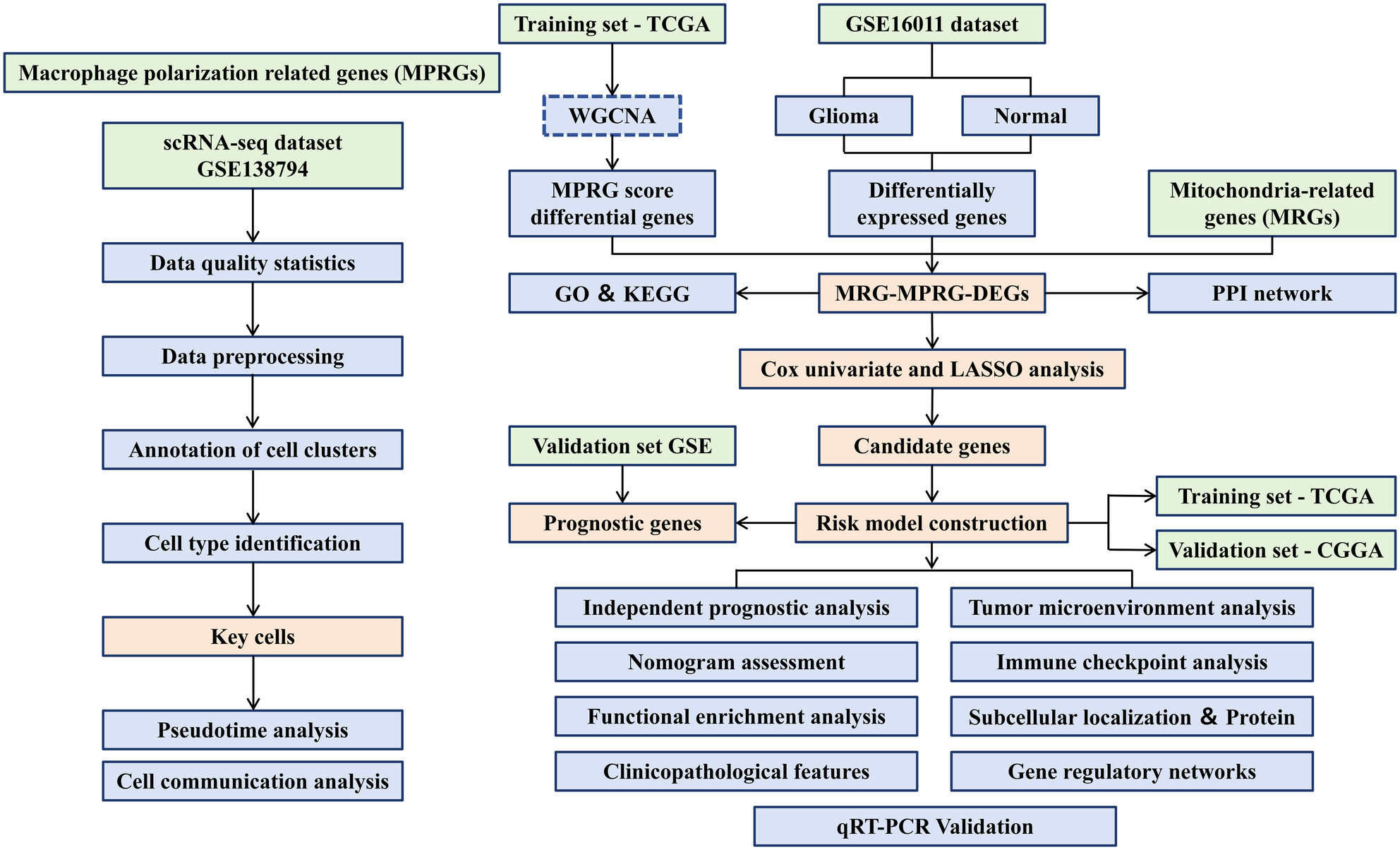 Construction of a Prognostic Model for Mitochondria and Macrophage Polarization Correlation in Glioma Based on Single-Cell and Transcriptome Sequencing