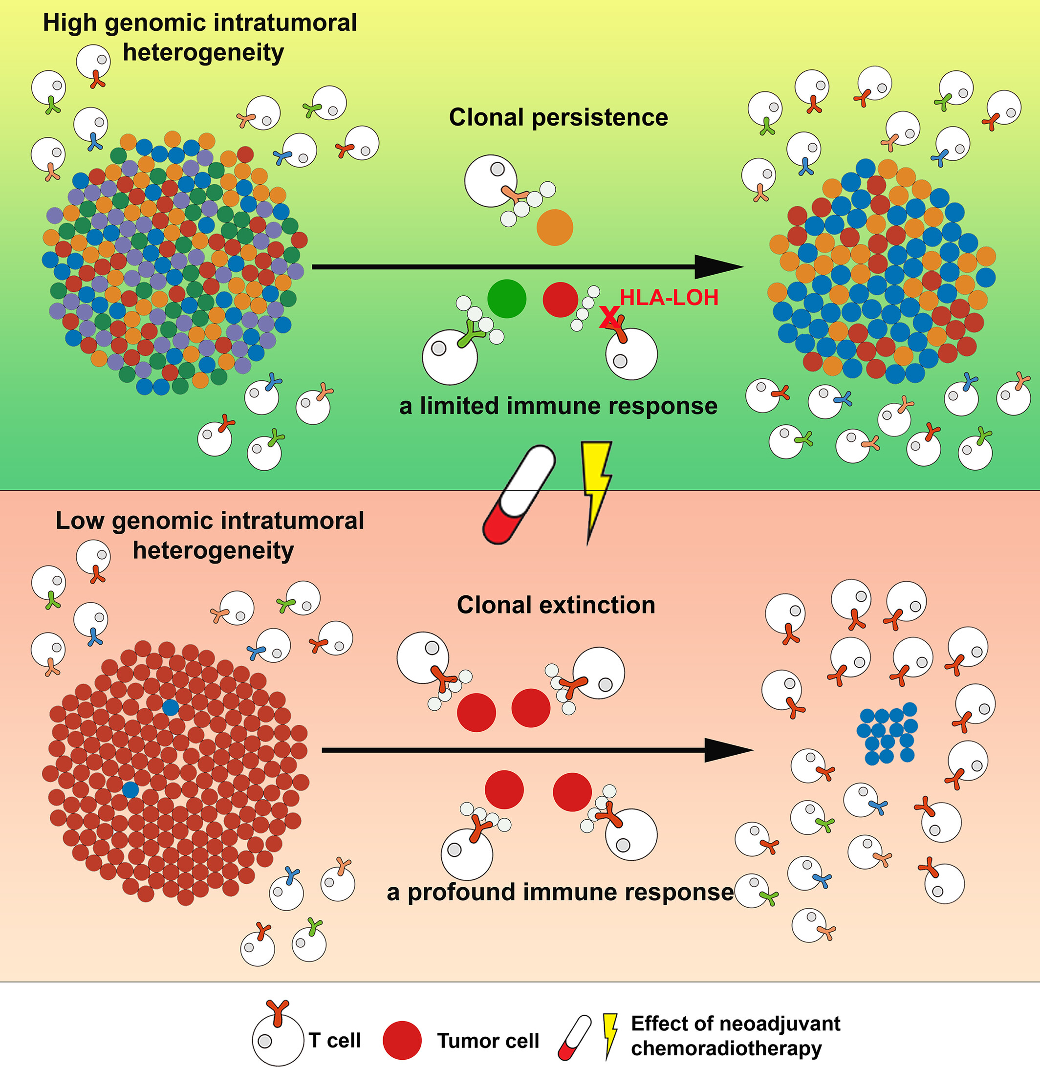 Evolution of genome and immunogenome in esophageal squamous cell carcinomas driven by neoadjuvant chemoradiotherapy