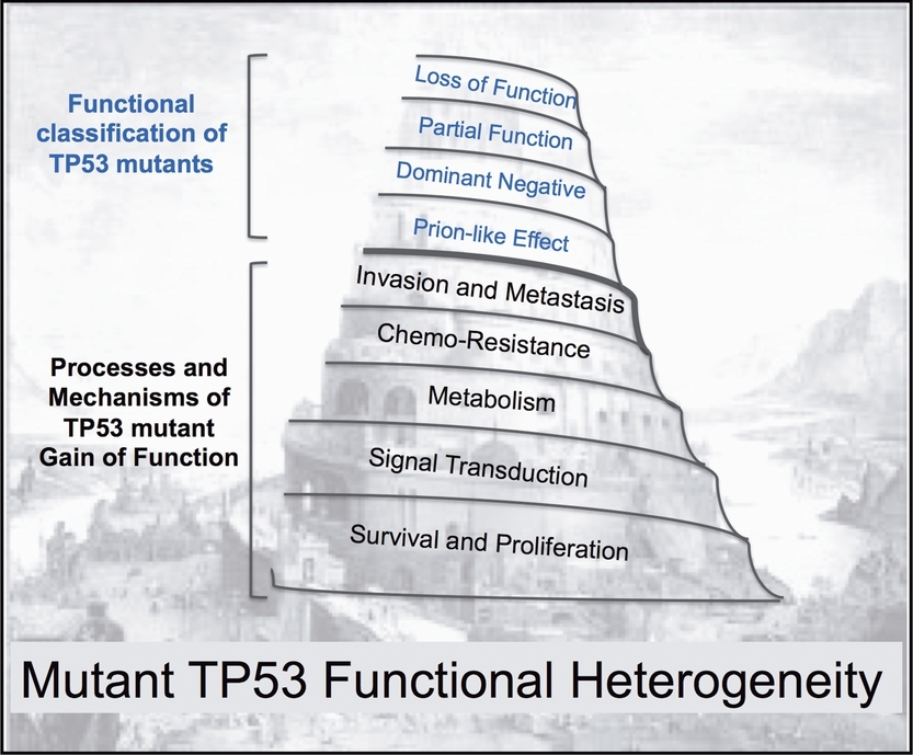 TP53 Mutants in the Tower of Babel of Cancer Progression