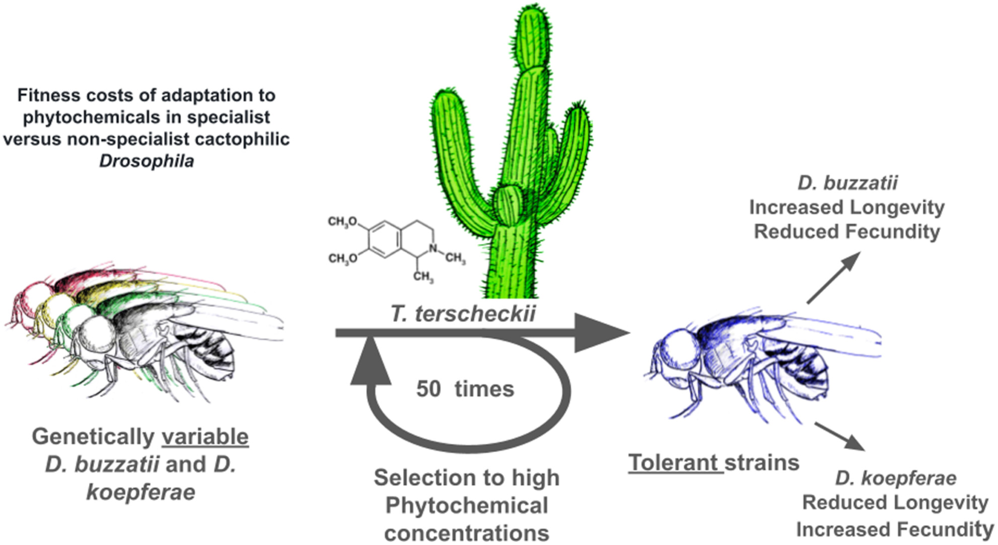 Correlated evolution of physiological and life history traits in phytochemical-tolerant Drosophila