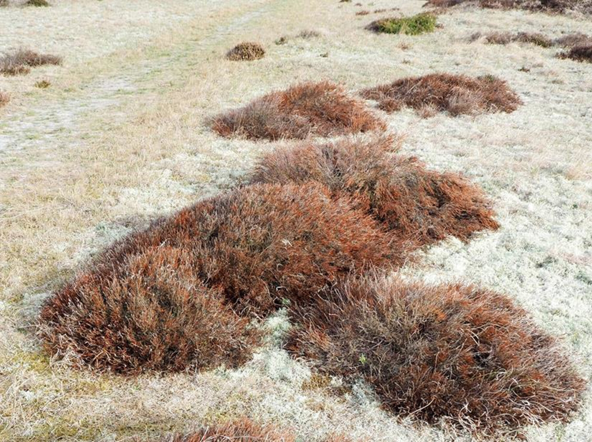 Dieback of Calluna vulgaris in a Coastal Heathland After the 2018 Extreme Drought