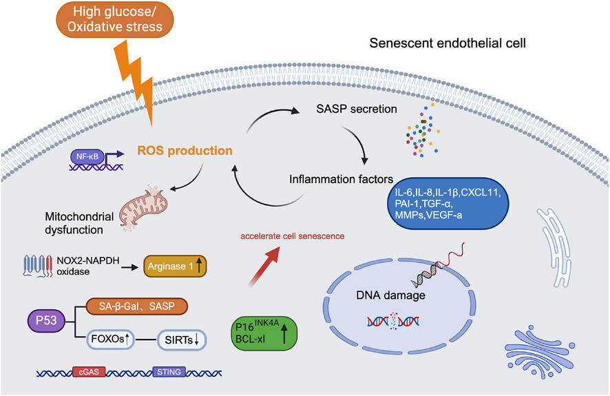 Endothelial cell senescence contributes to pathological retinal angiogenesis