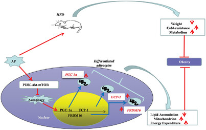 Dietary Apigenin Relieves Body Weight and Glycolipid Metabolic Disturbance via Pro-Browning of White Adipose Mediated by Autophagy Inhibition