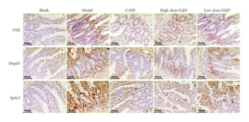 Details are in the caption following the image Details are in the caption following the image