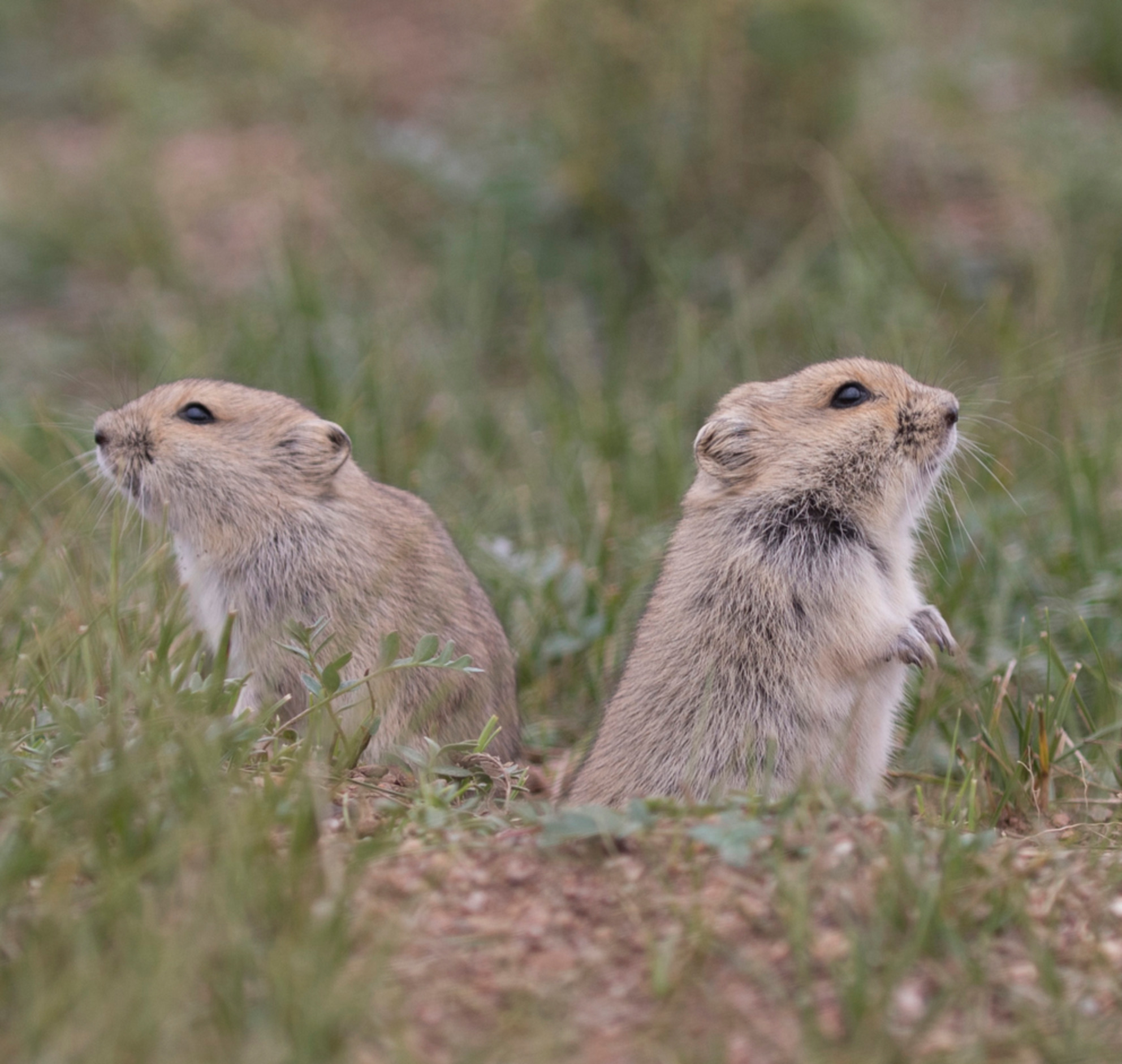 Density-dependent changes of mating system and family structure in Brandt's voles (Lasiopodomys brandtii)