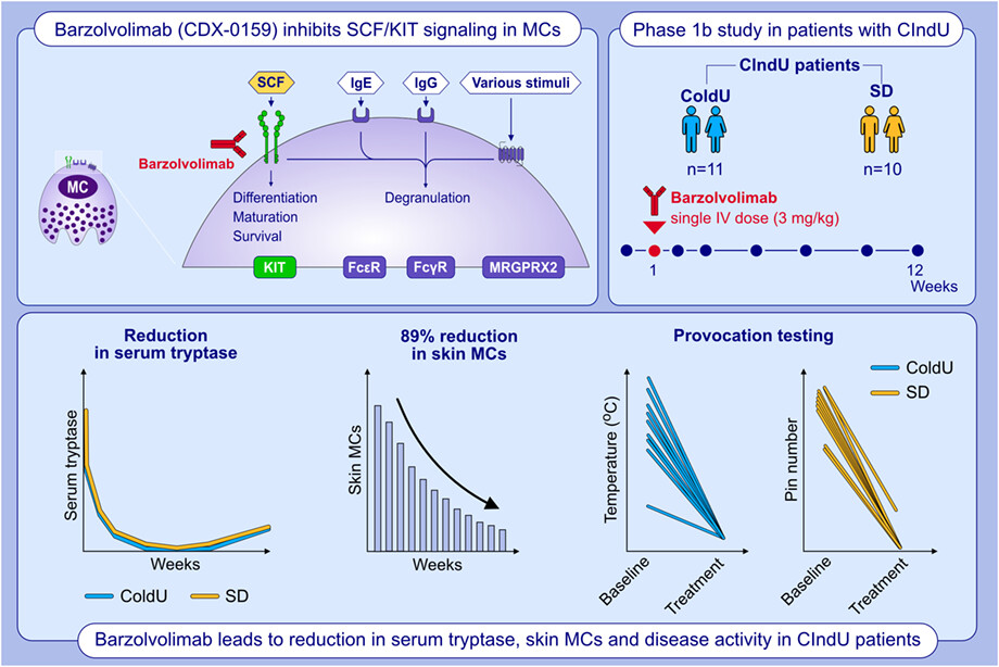 Anti-KIT antibody, barzolvolimab, reduces skin mast cells and disease activity in chronic inducible urticaria