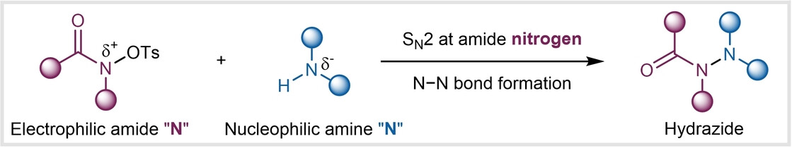 SN2 Reaction at the Amide Nitrogen Center Enables Hydrazide Synthesis