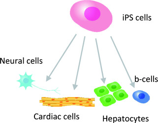The Winding Road to Pluripotency (Nobel Lecture)