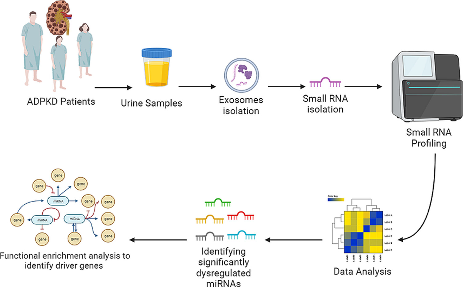 Global analysis of urinary extracellular vesicle small RNAs in autosomal dominant polycystic kidney disease