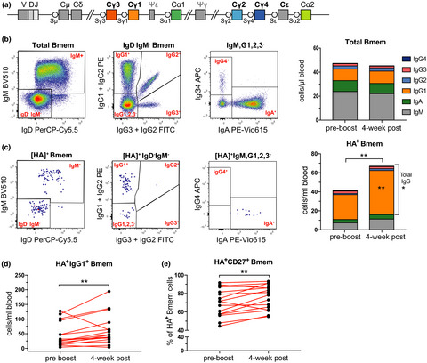 Influenza-specific IgG1+ memory B-cell numbers increase upon booster vaccination in healthy adults but not in patients with predominantly antibody deficiency