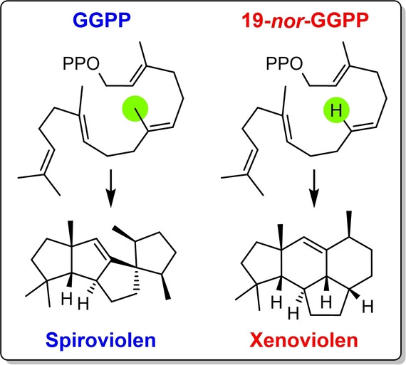 Das Diterpenoide Substratanalogon 19-nor-GGPP deckt ausgeprägte Methylgruppeneffekte bei Diterpencyclisierungen auf