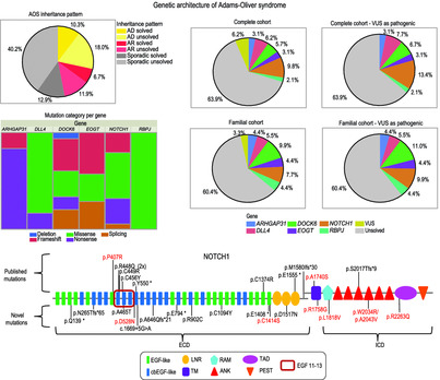 Elucidating the genetic architecture of Adams–Oliver syndrome in a large European cohort