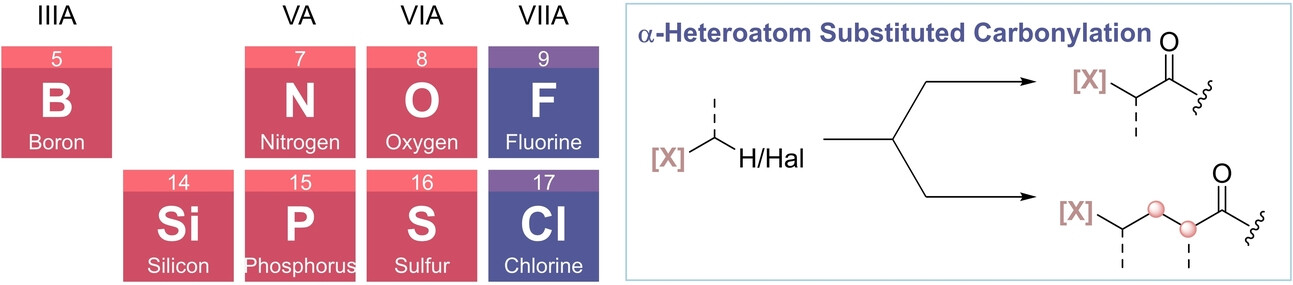 Carbonylation Reactions at Carbon-Centered Radicals with an Adjacent Heteroatom