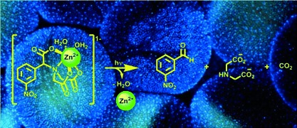 A Zinc(II) Photocage Based on a Decarboxylation Metal Ion Release Mechanism for Investigating Homeostasis and Biological Signaling