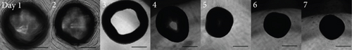 Details are in the caption following the image Details are in the caption following the image