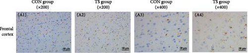 Details are in the caption following the image Details are in the caption following the image