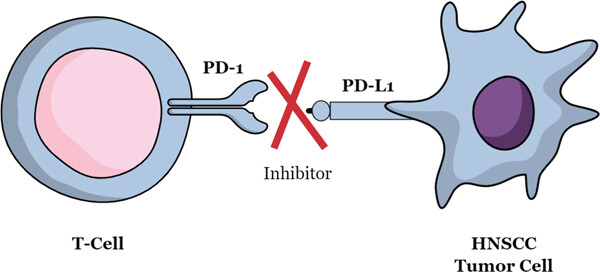 Programmed death 1 (PD-1) and ligand (PD-L1) inhibitors in head and neck squamous cell carcinoma: A meta-analysis