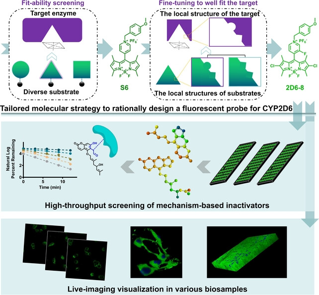 Rational Molecular Design of a Fluorescent Probe for Selectively Sensing Human Cytochrome P450 2D6