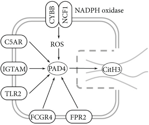 Details are in the caption following the image