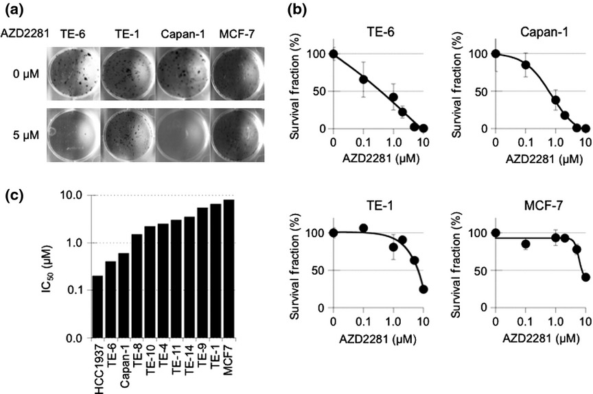 Effect of a poly(ADP-ribose) polymerase-1 inhibitor against esophageal squamous cell carcinoma cell lines