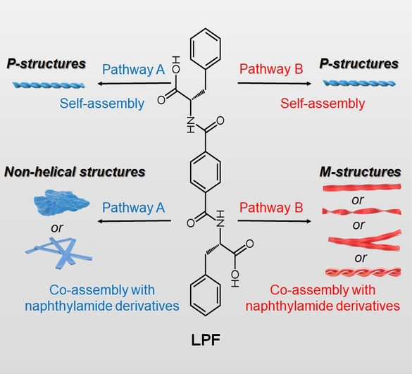 Kinetic Co-assembly Pathway Induced Chirality Inversion Along with Morphology Transition
