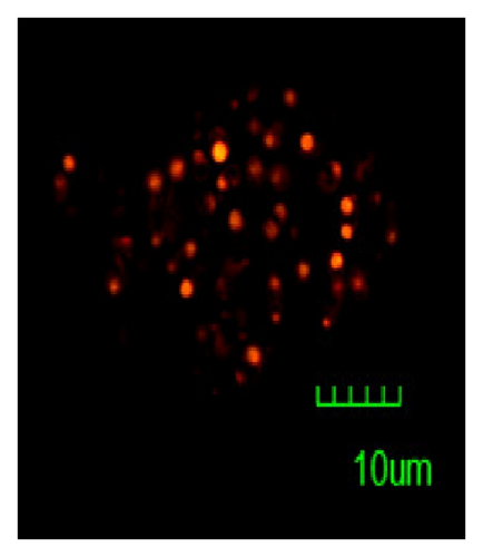 Details are in the caption following the image