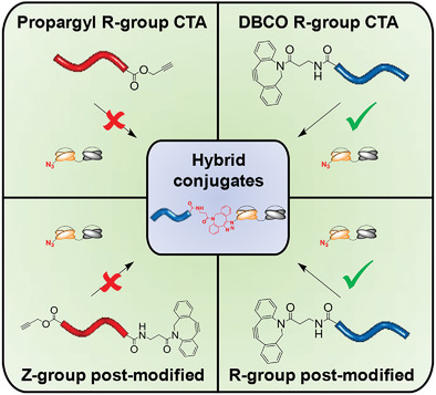Effect of Chain-End Chemistries on the Efficiency of Coupling Antibodies to Polymers Using Unnatural Amino Acids