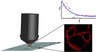 Label-Free, Real-Time Monitoring of Biomass Processing with Stimulated Raman Scattering Microscopy