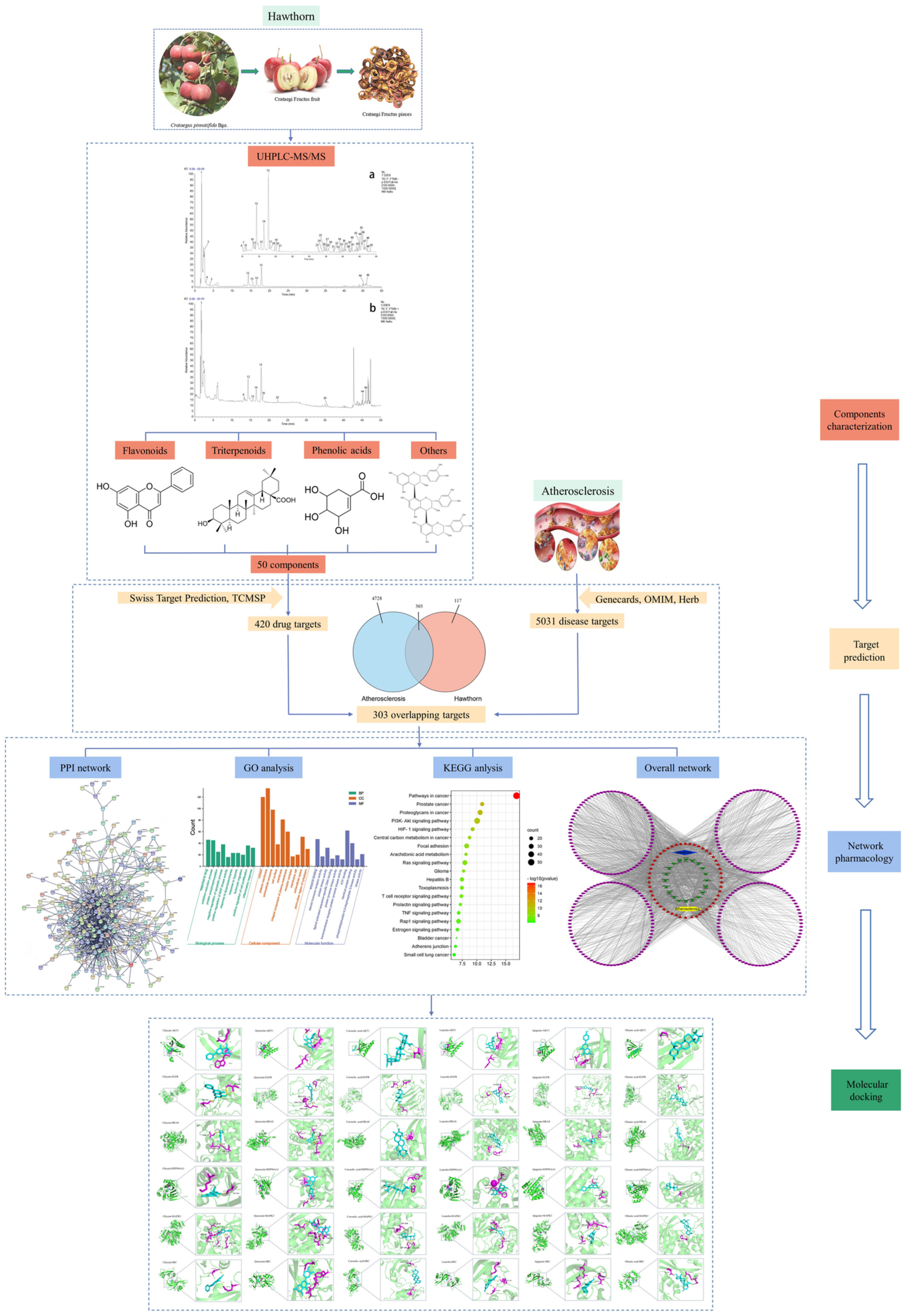 Elucidation of active ingredients and mechanism of action of hawthorn in the prevention and treatment of atherosclerosis