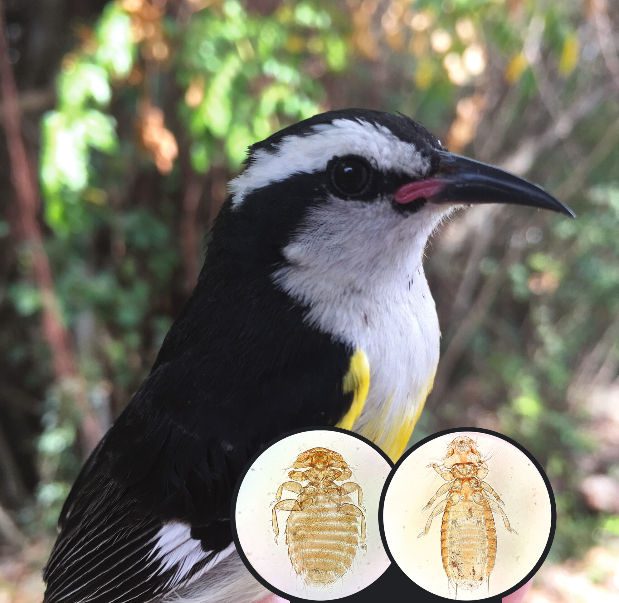 Birds in arid regions have depauperate louse communities: Climate change implications?