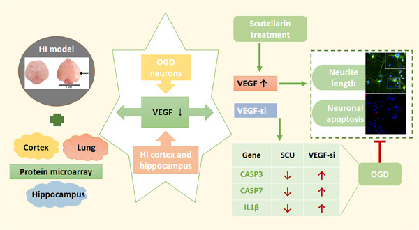 Scutellarin protects cortical neurons against neonatal hypoxic-ischemic encephalopathy injury via upregulation of vascular endothelial growth factor